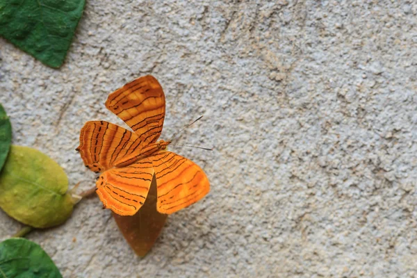 Fechar de Maplet intermediário (Chersonesia intermedia rahrioid — Fotografia de Stock