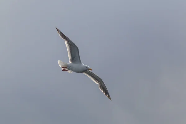 Flying One gaviota aislada en el cielo blanco . — Foto de Stock