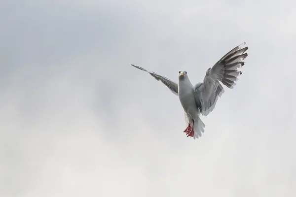 Voando Uma gaivota isolada no céu branco . — Fotografia de Stock