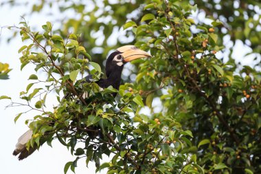 oryantal alaca Kartallar 