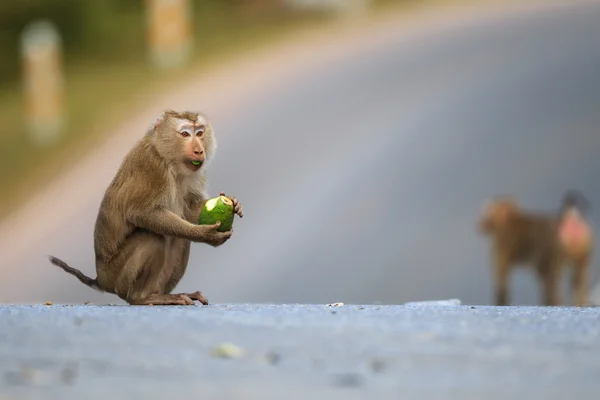 Świnia stronne macaque — Zdjęcie stockowe