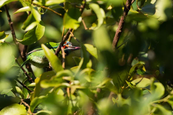 Barbetto dalle orecchie blu seduto sull'albero di fico — Foto Stock