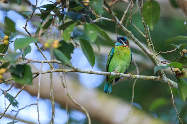 Barbetto dalle orecchie blu seduto sull'albero di fico — Foto Stock