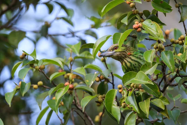 Barbetto dalle orecchie verdi seduto sull'albero di fico — Foto Stock