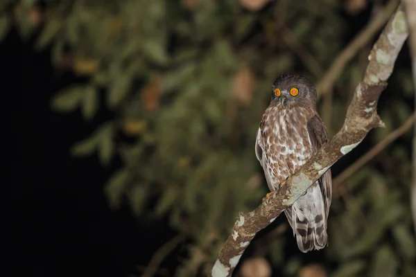 Boobook o specie di gufo abbaiante — Foto Stock