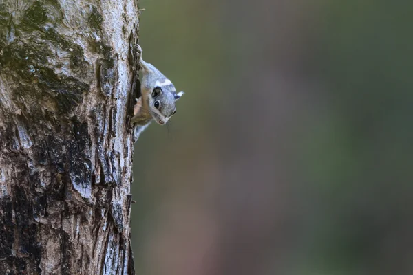 A Striped Squirrel eating outer bark — Stock Photo, Image