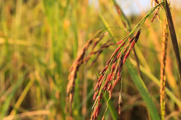 Zárt Riceberry rizs rizs területén Jogdíjmentes Stock Fotók