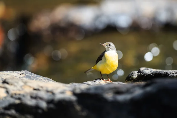 Wagtail gris de pie sobre roca — Foto de Stock