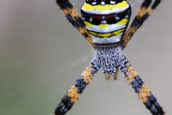 Närbild på flerfärgade Argiope Spider — Stockfoto