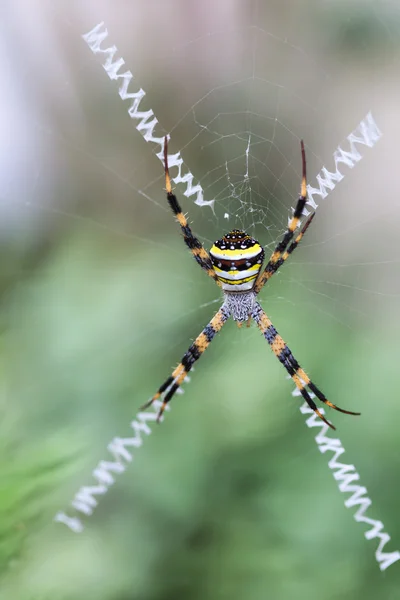 Close up van multi gekleurde Argiope Spider — Stockfoto