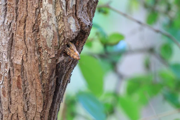 Monitor Lizard in the bird's hole (nest) — Stock Photo, Image