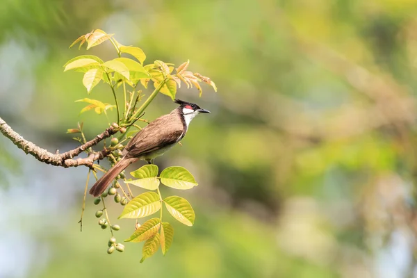Rosso Whiskered Bulbul — Foto Stock