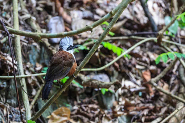 Wit-crested gaailijster — Stockfoto