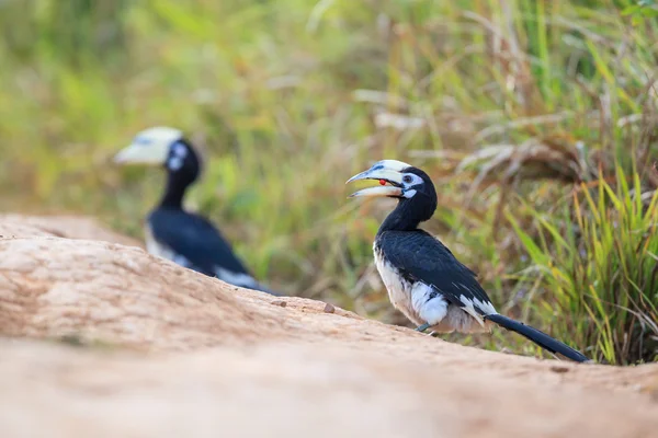 Pied Hornbill orientale — Foto Stock