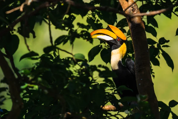 Great hornbill perching on the branch — Stock Photo, Image