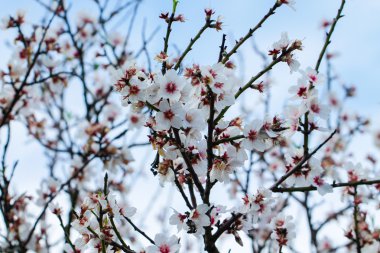 badem ağacı pembe çiçekler