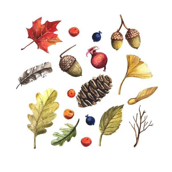 Leaves, pine cones, acorns and berries