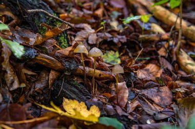 Mycena epipterygia, Avrupa 'da yaygın olarak bulunan bir mantar türü.