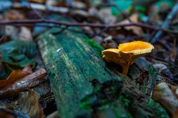 Hygrophoropsis Aurantiaca 通称False Chanterelleは アジサイ科真菌属の真菌種です — ストック写真