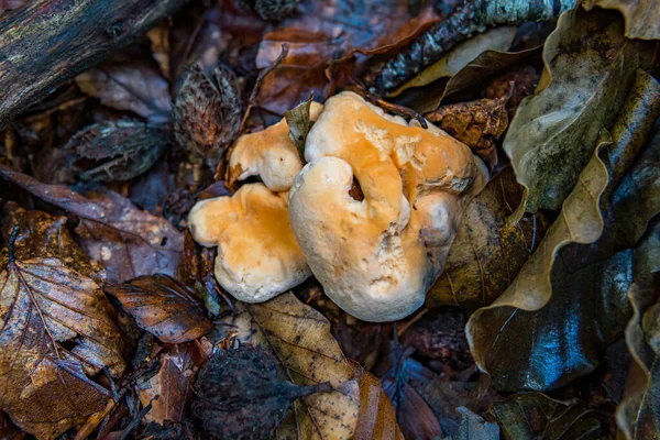 Hydnum Repandum Fungo Basidiomiceto Família Hydnaceae Mais Conhecido Como Dente — Fotografia de Stock