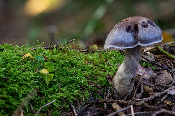 Cortinarius Anomalus Також Відомий Мінливий Веб Ковпак Базидіоміцетом Гриба Роду — стокове фото