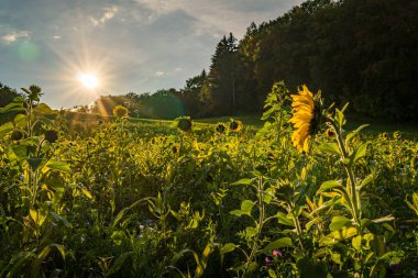 Almanya 'nın Upper Swabia yakınlarında sonbaharda gün batımında güzel ayçiçeği tarlası