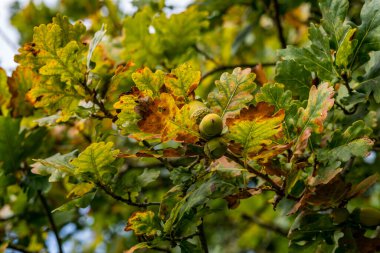 Almanya 'nın Upper Swabia bölgesindeki sonbahar ormanında güzel renkli meşe ağaçları