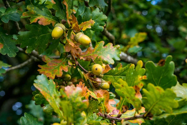 Piękne Kolorowe Dęby Jesiennym Lesie Górnej Swabii Niemczech — Zdjęcie stockowe