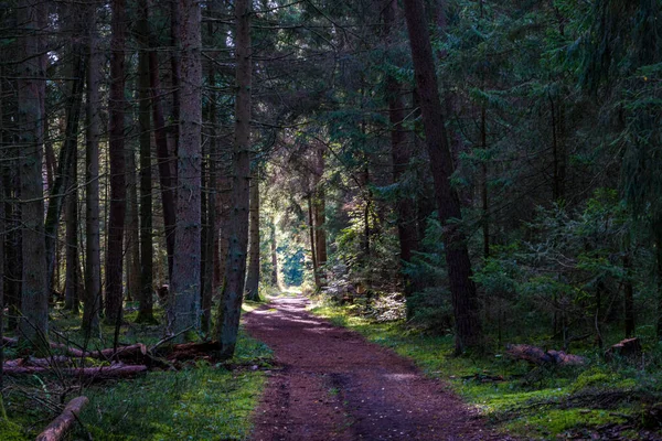 Randonnée Fantastique Dans Réserve Naturelle Schrecksee Haute Souabe Allemagne — Photo