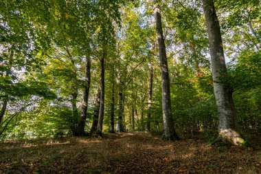 Yukarı Bataklık Almanya 'sında Schrecksee Doğa Koruma Alanı' nda muhteşem bir yürüyüş.