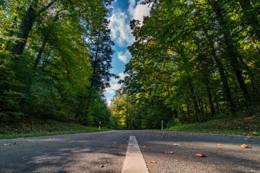 Batı Almanya 'da yaprakları olan sonbahar ormanlarında boş bir yol.