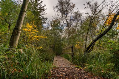 Yukarı Bataklık Almanya 'sında Schrecksee Doğa Koruma Alanı' nda muhteşem bir yürüyüş.