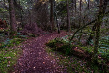 Yukarı Bataklık Almanya 'sında Schrecksee Doğa Koruma Alanı' nda muhteşem bir yürüyüş.