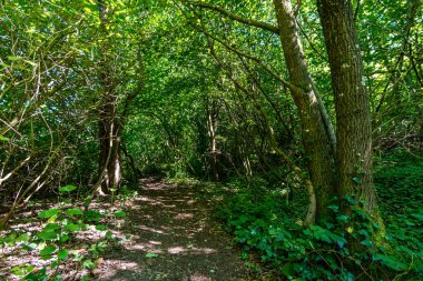 Constance Gölü yakınlarındaki Klosterweiher Weg 'de güzel bir yürüyüş.