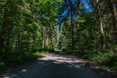Constance Gölü yakınlarındaki Klosterweiher Weg 'de güzel bir yürüyüş.