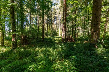 Constance Gölü yakınlarındaki Klosterweiher Weg 'de güzel bir yürüyüş.