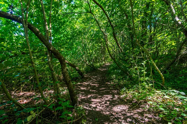 Indah Mendaki Pada Weg Klosterweiher Dekat Salem Danau Constance — Stok Foto