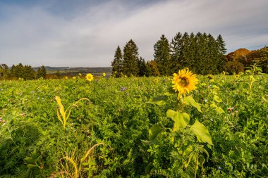 Aachtobel boyunca Constance Gölü yakınlarındaki Hohenbodman gözlem kulesine yapılan fantastik sonbahar yürüyüşü.
