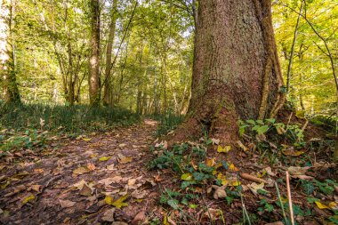 Aachtobel boyunca Constance Gölü yakınlarındaki Hohenbodman gözlem kulesine yapılan fantastik sonbahar yürüyüşü.