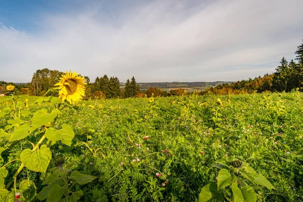 Aachtobel boyunca Constance Gölü yakınlarındaki Hohenbodman gözlem kulesine yapılan fantastik sonbahar yürüyüşü.