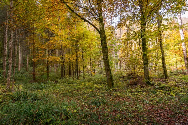 Aachtobel boyunca Constance Gölü yakınlarındaki Hohenbodman gözlem kulesine yapılan fantastik sonbahar yürüyüşü.