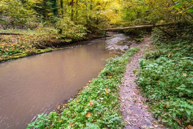 Aachtobel boyunca Constance Gölü yakınlarındaki Hohenbodman gözlem kulesine yapılan fantastik sonbahar yürüyüşü.