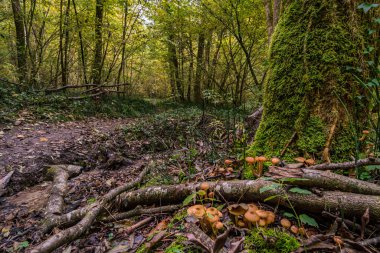 Aachtobel boyunca Constance Gölü yakınlarındaki Hohenbodman gözlem kulesine yapılan fantastik sonbahar yürüyüşü.
