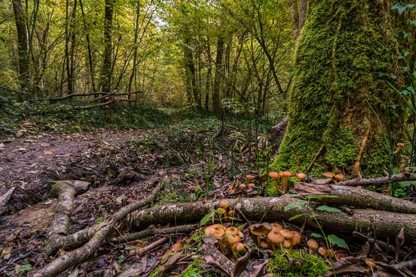 Aachtobel boyunca Constance Gölü yakınlarındaki Hohenbodman gözlem kulesine yapılan fantastik sonbahar yürüyüşü.