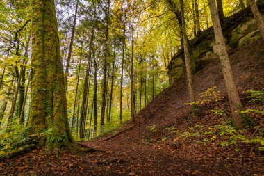 Aachtobel boyunca Constance Gölü yakınlarındaki Hohenbodman gözlem kulesine yapılan fantastik sonbahar yürüyüşü.