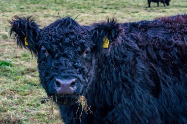 Ostrach yakınlarındaki Bannwaldturm Pfrunger-Burgweiler 'daki Galloway sığırları