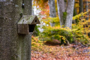 Ostrach yakınlarındaki Pfrungener yakınlarında sonbahar ormanında güzel bir kuş yuvası.