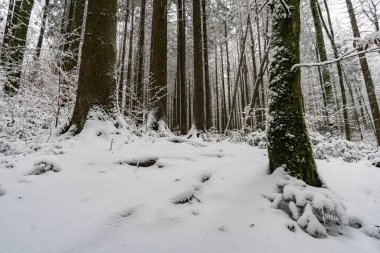 Wilhelmsdorf 'tan Constance Gölü yakınlarındaki Hoechsten' e kış yürüyüşü.