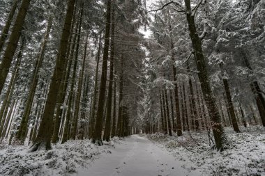 Wilhelmsdorf 'tan Constance Gölü yakınlarındaki Hoechsten' e kış yürüyüşü.