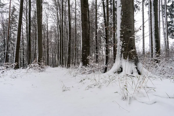 ウィルヘルムスドルフからの雪の冬のハイキングコンスタンス湖のイルメンゼー近くのホーエンシュタイン — ストック写真